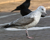2cy argentatus in February, ringed in Russia. (84802 bytes)